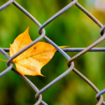 potus amarillo transparencia(4)