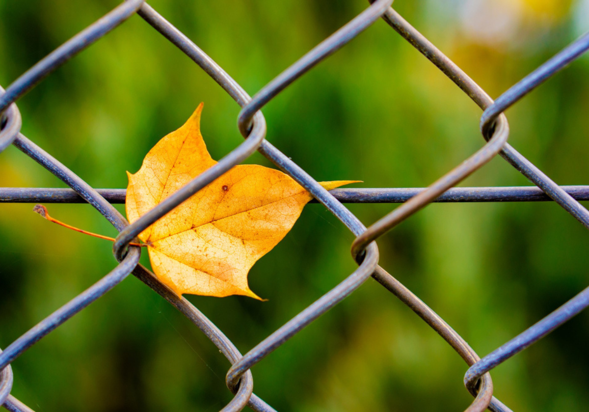 potus amarillo transparencia(4)